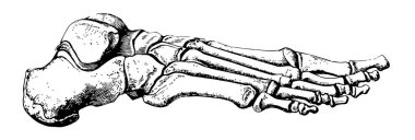 Ayak yarım kubbe şeklinde inşa edilmiş veya yarı-kemer, vintage çizgi çizim veya gravür illüstrasyon.