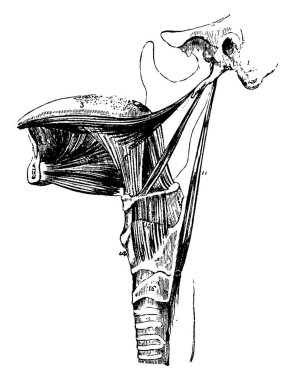 Bu illüstrasyon insan dilini, çizim için vintage veya oyma illüstrasyon kasları temsil eder..