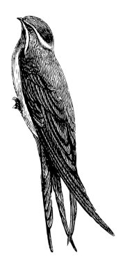 Cliff Swallow uzun sivri uçlu kanatları çatallı kuyruğu, vintage çizgi çizme veya oyma illüstrasyon tarafından tanınıyor.