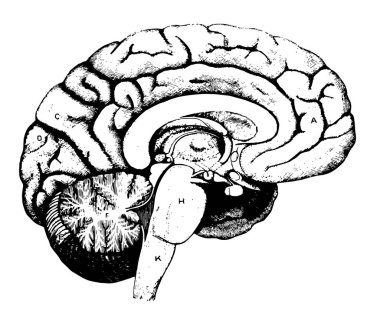 Frontal aşk cerebrum, vintage çizgi çizme veya oyma illüstrasyon.