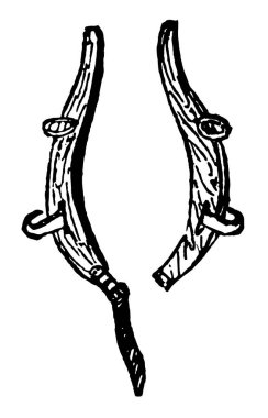 Bu resimde olduğu Hames izlerini temsil eder ve bir at koşum vücut yaka, vintage çizgi çizme veya oyma illüstrasyon bağlıdır.