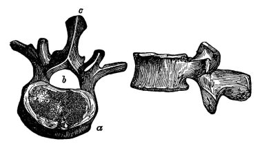 Bu resimde bir omur, vintage çizgi çizme veya oyma resimde iki görünümünü temsil eder..