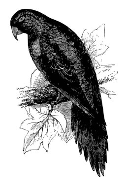 Muhabbet kuşu Amerika papağanı insan sesini, vintage çizgi çizme veya oyma illüstrasyon taklit etmeye gücü için ünlüdür.