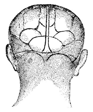 Bu illüstrasyon insan kafası, vintage çizgi çizme veya oyma illüstrasyon temsil eder..