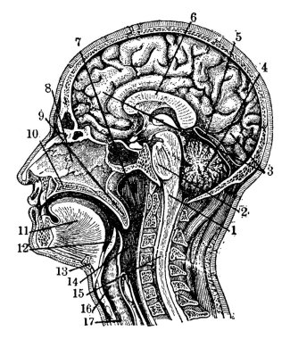 Bölümü baş ve boyun medyan hattı, vintage çizgi çizme veya oyma illüstrasyon üzerinden.
