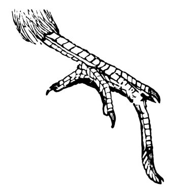 Keçi enayi belirgin artık orta ayak, vintage çizgi çizme veya oyma illüstrasyon ayak.