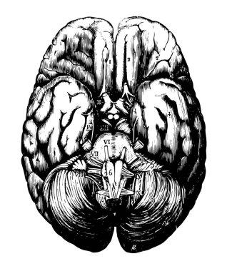İnsan beyni, vintage çizgi çizme veya oyma illüstrasyon üstten görünüm.