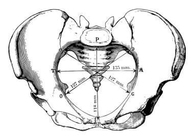 Bu resimde pelvik giriş, vintage çizgi çizme veya oyma illüstrasyon temsil eder..