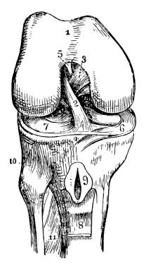 Sağ diz-eklemi açık açık, vintage çizgi çizme veya oyma illüstrasyon koydu.