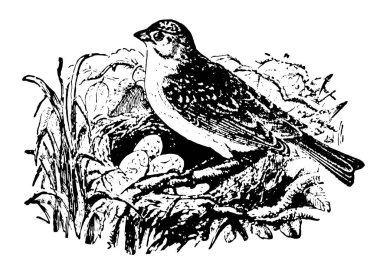 Yellowhammer yaygın Avrupa ve Kuzey Amerika, vintage çizgi çizme ve gravür illüstrasyon dağıtılan bir kuştur.