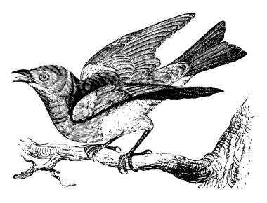 Mavi kuş genellikle içi boş bacak bir ağaç veya çit, vintage çizgi çizme veya oyma illüstrasyon Ray üzerinde yuva yapar.