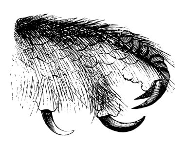 Bu resim baykuş ayak, vintage çizgi çizme veya oyma illüstrasyon temsil eder..