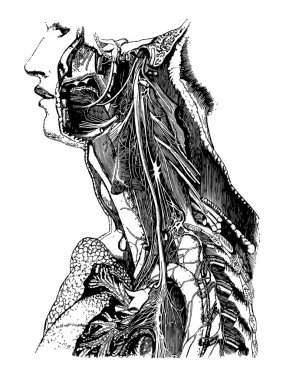 Bu resimde gövde Pneumogastric sinir, vintage çizgi çizme veya oyma illüstrasyon temsil eder..