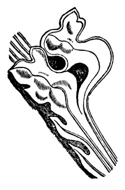 Orada, kıvrılmış, yaprak, Cusp'ın, Gotik, mimari, tığ işi, vintage çizgi çizme veya oyma illüstrasyon.