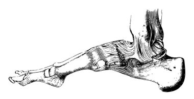 Kemikleri birlikte yer ve onların hareketleri illüstrasyon oyma veya sert, vintage çizgi çizerek sınırlı tutulması bağlanır.