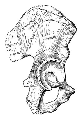 Bu resimde Ilium kemik ve Gluteal kas, vintage çizgi çizme veya oyma illüstrasyon kaynağını temsil eder.