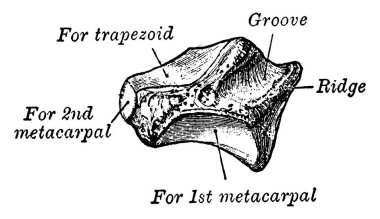 Bu resimde yamuk, vintage çizgi çizme veya oyma illüstrasyon temsil eder..