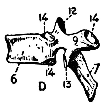 Bu resimde Dorsal omur, vintage çizgi çizme veya oyma illüstrasyon temsil eder..