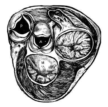 Bu diyagram düzeyinde vanalar, vintage çizgi çizme veya oyma illüstrasyon kalp bölümünü temsil eder..