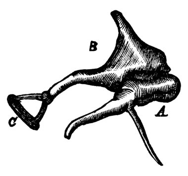 Bu resimde Tympanic kemikçiklerdeki, vintage çizgi çizme veya oyma illüstrasyon temsil eder..