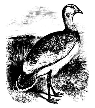 Kırk beş santim uzunluk, vintage çizgi çizme veya oyma illüstrasyon toy.