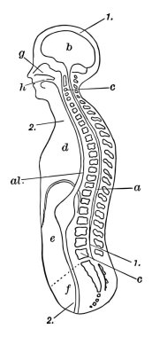 Diagrammatic longitudinal section of the trunk and head, vintage line drawing or engraving illustration. clipart