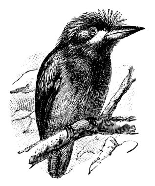 Onun tüyleri, vintage çizgi çizme veya oyma illüstrasyon puffs bir kuş.