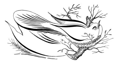 Eğri afiş kuş ile öyle bir eğri afiş, çizim veya oyma vintage çizgi.