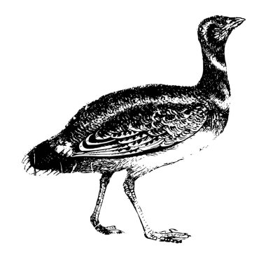 Damla kuvvetli bacakları, vintage çizgi çizme veya oyma illüstrasyon tıknaz kuştur.