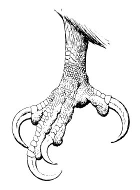 Bu diyagram pençe kel kartal, vintage çizgi çizme veya oyma illüstrasyon temsil eder..