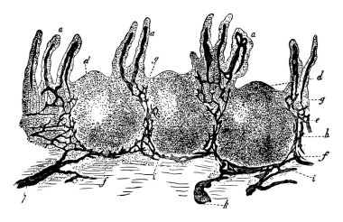 Bu resimde Peyer's yama, vintage çizgi çizme veya oyma illüstrasyon temsil eder..