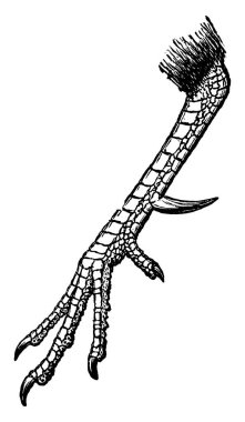 Horoz pençe bir horoz, vintage çizgi çizme veya oyma illüstrasyon iç bacak üzerinde katı büyüme anlamına gelir..