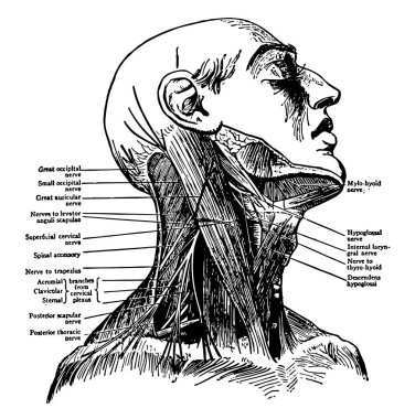 Bu resimde sinirler boyun, vintage çizgi çizme veya oyma illüstrasyon temsil eder..