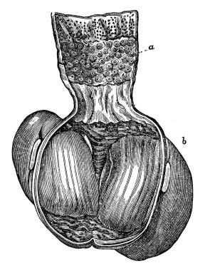 Tohum parçaları, vintage çizgi çizme veya oyma illüstrasyon ezmek için bu işlevleri bir bilgin olan tahıl yiyen bir kuş mide.