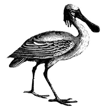 Kaşıkçı (kuş) yaklaşık dört kat kafa, vintage çizgi çizme veya oyma resimde uzun.