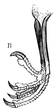 Bu şekilde su ousel ayak, vintage çizgi çizme veya oyma illüstrasyon temsil eder.