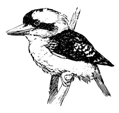 Ahmak cinsi Dacelo Avustralya ve Yeni Gine, vintage çizgi çizme veya oyma illüstrasyon için yerel karasal ağaç kingfishers olduğunu.