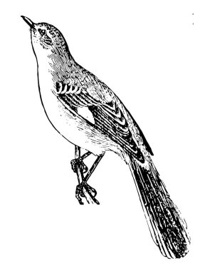 Alaycı kuş şarkı catbird, vintage çizgi çizme veya oyma illüstrasyon yakından ilgili ardıç kuşu ailesinin kuştur.