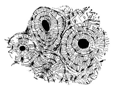 Bu resimde Bisection pazı kemiği, vintage çizgi çizme veya oyma illüstrasyon temsil eder..