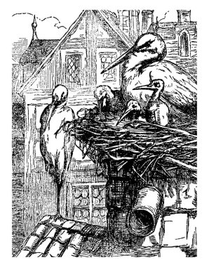 Leylek bebek leylek yuvası, vintage çizgi çizme veya oyma illüstrasyon ile