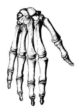 Bu diyagram kemikleri el ve bilek, vintage çizgi çizme veya oyma illüstrasyon gösterir.