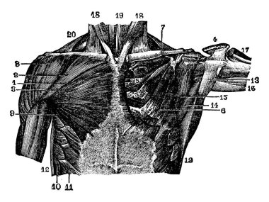 Bu resimde kas göğüs bölgesi, vintage çizgi çizme veya oyma illüstrasyon temsil eder..