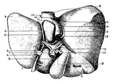 Bu resimde çatlaklar ve karaciğer, vintage çizgi çizme veya oyma illüstrasyon lobları temsil eder.