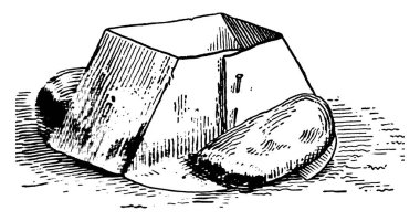 Bu resimde yeni transplante bitkiler, vintage çizgi çizme veya oyma illüstrasyon kağıt ekran temsil eder..