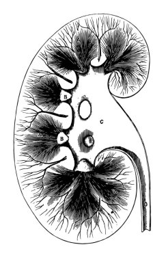 Bu resimde böbrek, vintage çizgi çizme veya oyma illüstrasyon temsil eder..