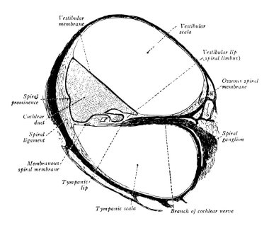 Bu resimde koklea kulak, vintage çizgi çizme veya oyma illüstrasyon temsil eder..