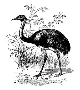 Güney Amerika devekuşu bir büyük olmayan uçan kuş, vintage çizgi çizme veya oyma illüstrasyon olduğunu.