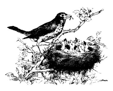 Besleme onun bebekler, vintage çizgi çizme veya illüstrasyon oyma kuşlar.