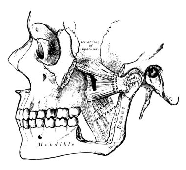 Bu resimde Pterygoid kas, vintage çizgi çizme veya oyma illüstrasyon temsil eder..