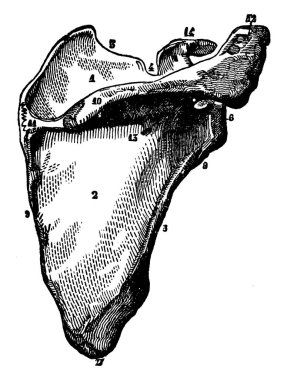 Bu resimde kürek kemiği, vintage çizgi çizme veya oyma illüstrasyon temsil eder..